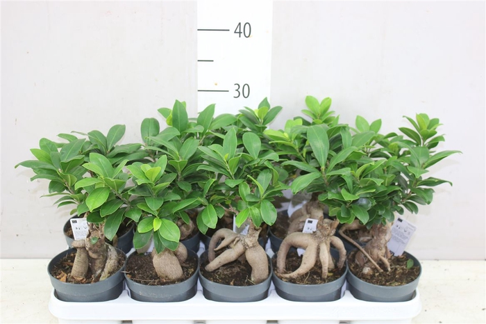 <h4>Ficus Ginseng</h4>