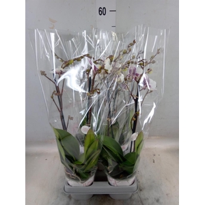 Phalaenopsis   ...white