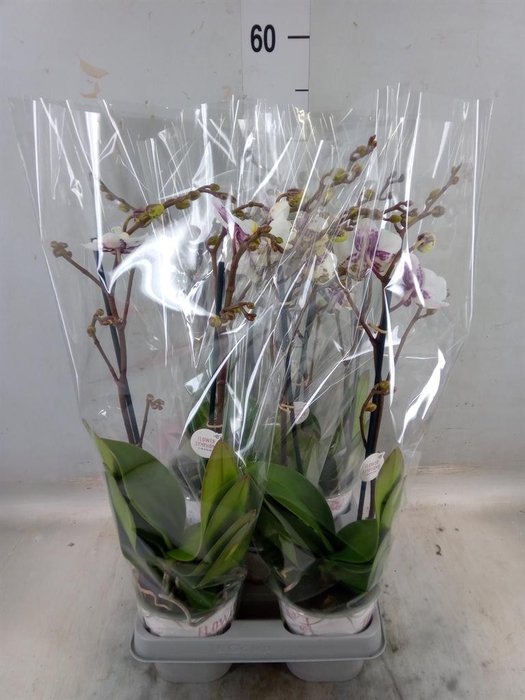 <h4>Phalaenopsis ...white</h4>