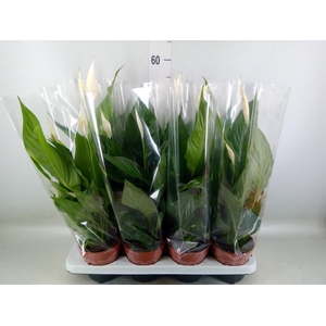 Spathiphyllum  'Sweet Chico'