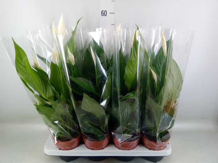 <h4>Spathiphyllum  'Sweet Chico'</h4>