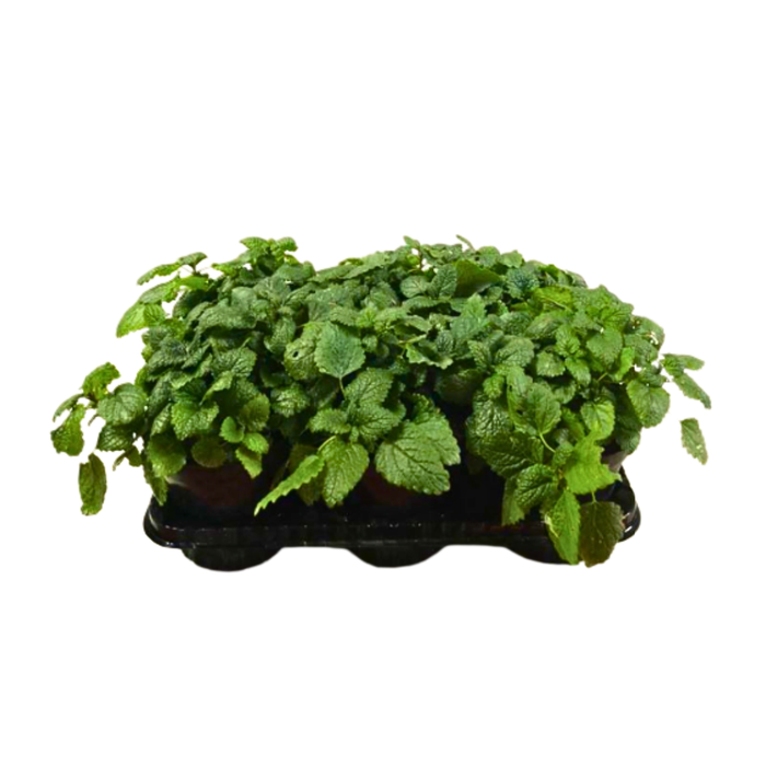 <h4>Melissa officinalis</h4>