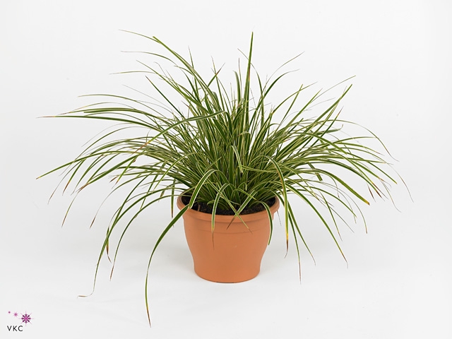 Carex morrowii 'Ice Dance'