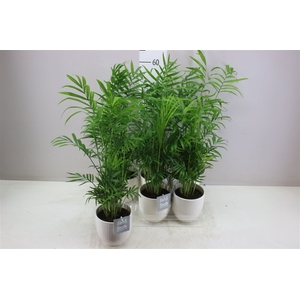 Chamaedorea Elegans Liv Keramiek