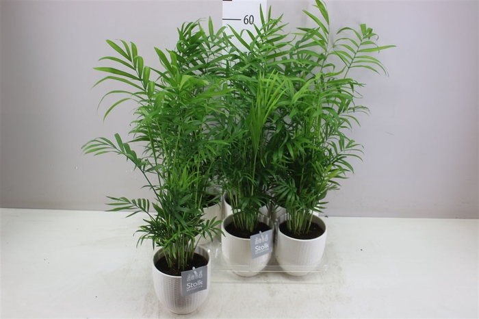 <h4>Chamaedorea Elegans Liv Keramiek</h4>