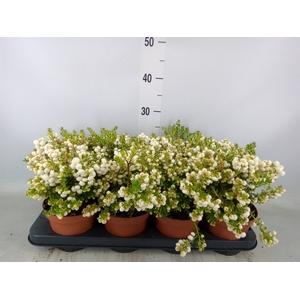 Gaultheria   ...white berry