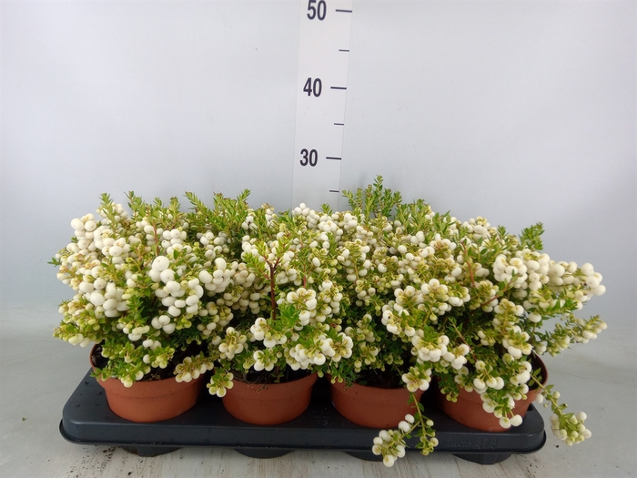 <h4>Gaultheria   ...white berry</h4>