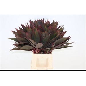 DECOGROEN GROOT BLAD