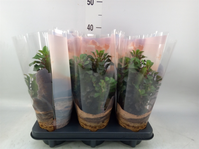 <h4>Euphorbia trigona 'Rubra'</h4>