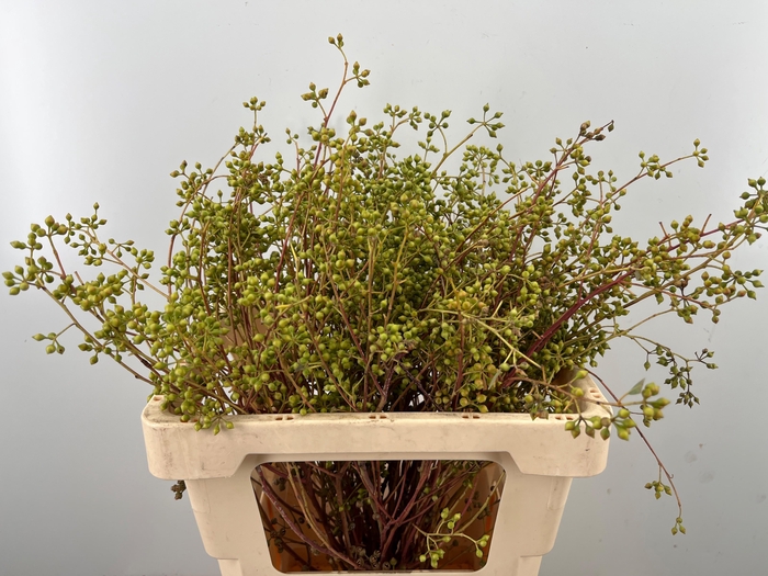 <h4>EUC EXOTICA BS</h4>