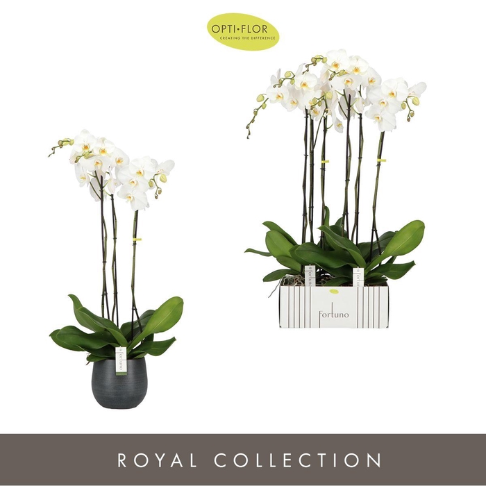 <h4>Phal Fortuno Alto 3 Tak Keramiek Esra Graphite</h4>