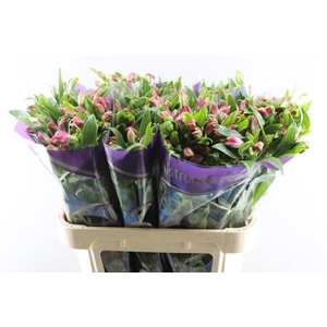 Alstr Bubblicious (d.rose)