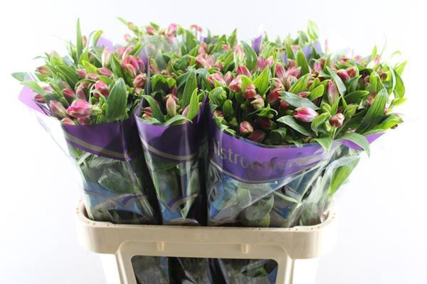 <h4>Alstr Bubblicious (d.rose)</h4>