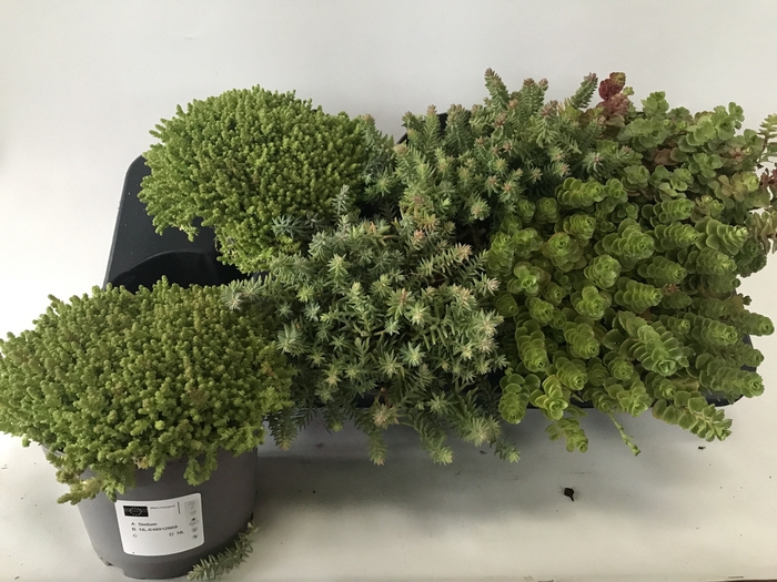 <h4>SEDUM OV</h4>
