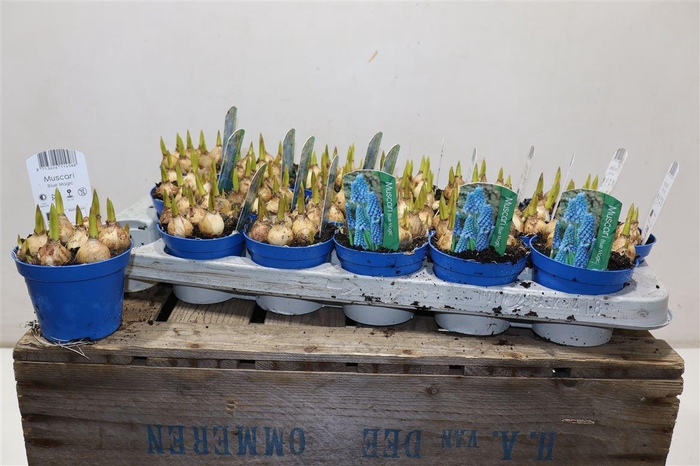 <h4>Muscar Blue Magic</h4>