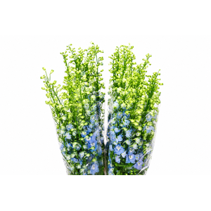 Delph Du Elatum Aurora Light Blue