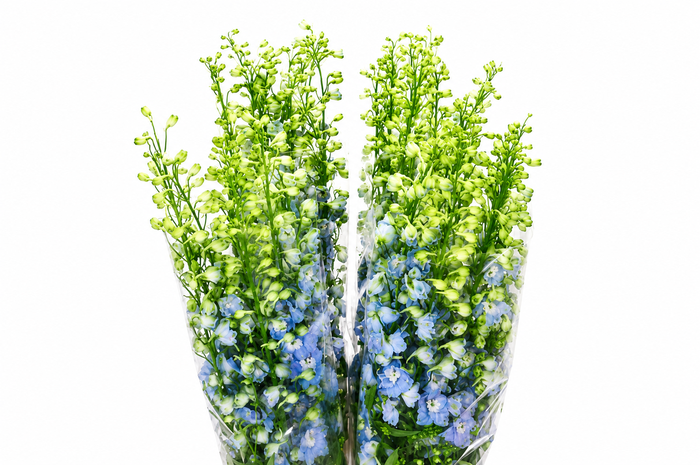 <h4>Delph Du Elatum Aurora Light Blue</h4>