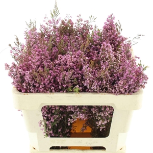 ERICA CORIFOLIA