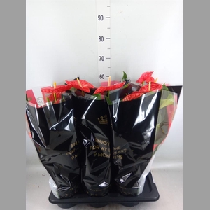 Anthurium andr. 'Madural'