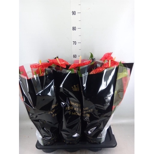 Anthurium andr. 'Madural'