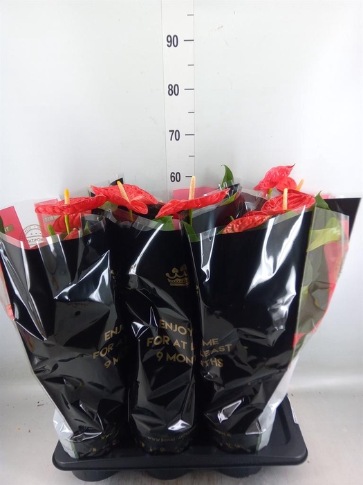<h4>Anthurium andr. 'Madural'</h4>