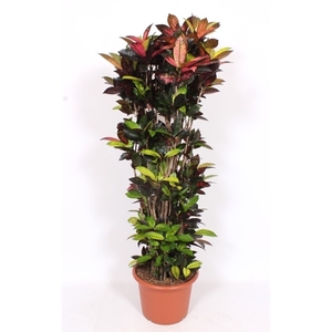 Codiaeum Iceton (Croton Iceton)