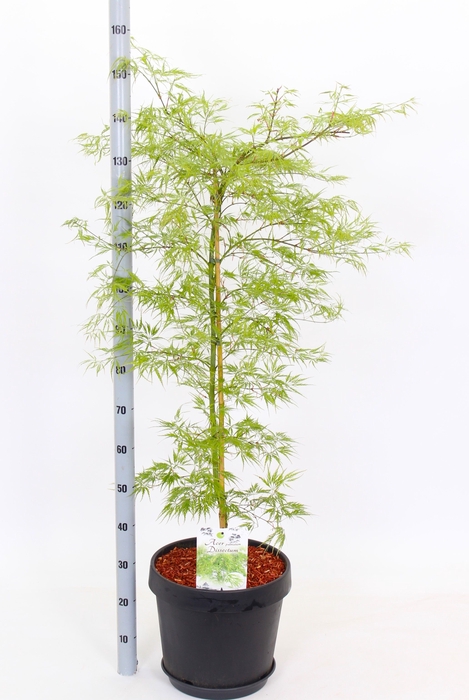 <h4>ACER PALM DISSECTUM</h4>