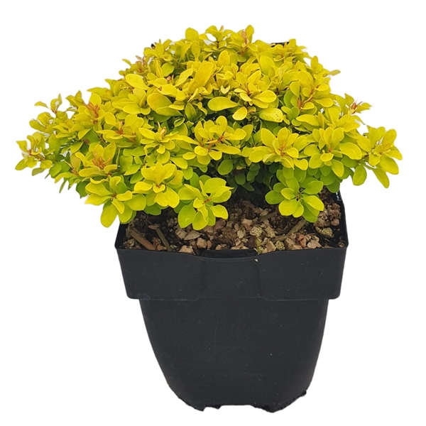 <h4>Berberis thunbergii 'Lime Star'</h4>