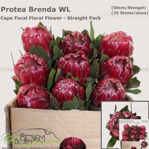 PROTEA BRENDA