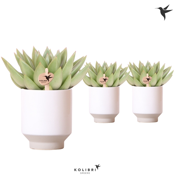 <h4>Kolibri Greens Echeveria Miranda in harmony pot</h4>