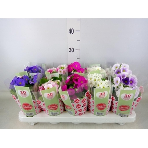 Primula obcon. 'SwKiss Amore'  .mix