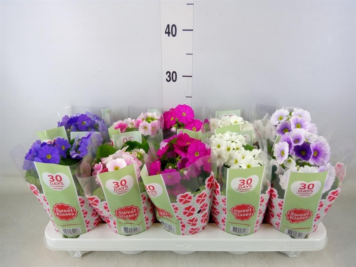 <h4>Primula obcon. 'SwKiss Amore' .mix</h4>