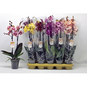 PHAL GEM