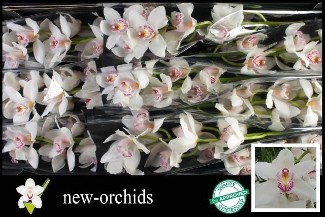 <h4>CYMB T SILVER</h4>