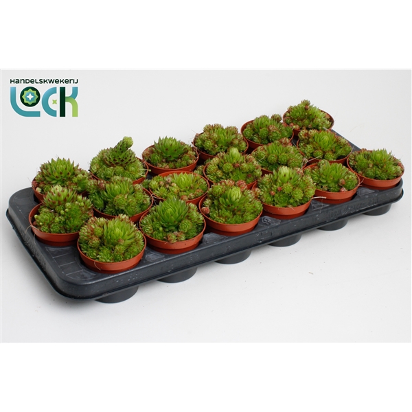 <h4>Sempervivum Arachnoideum</h4>