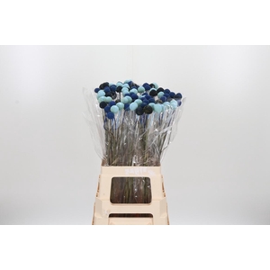Craspedia Blue Xl