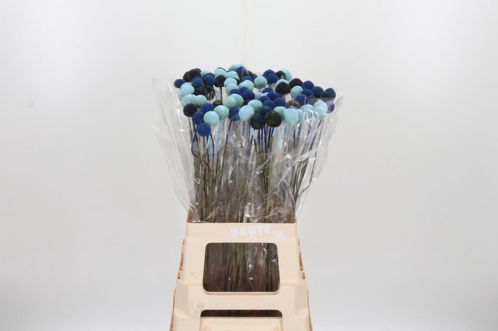 <h4>Craspedia Blue Xl</h4>