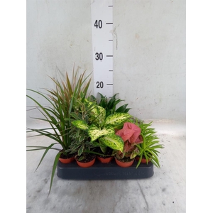 Planten  ..mix