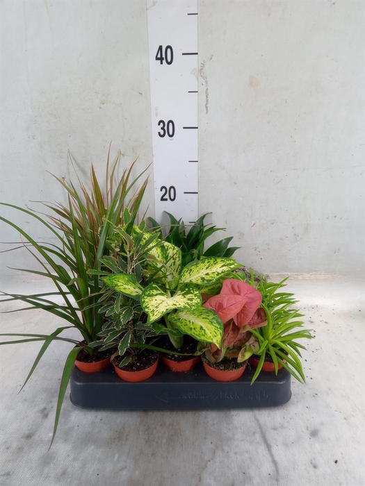 <h4>Planten  ..mix</h4>