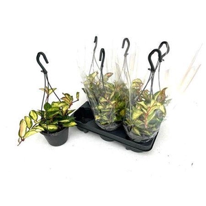 Hoya C Tricolor Hangpotten