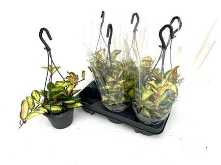 <h4>Hoya C Tricolor Hangpotten</h4>
