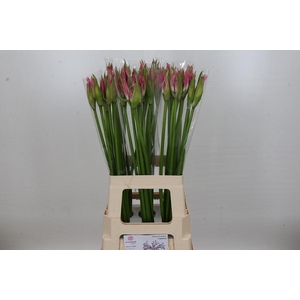 Nerine Bicolor Lipstick