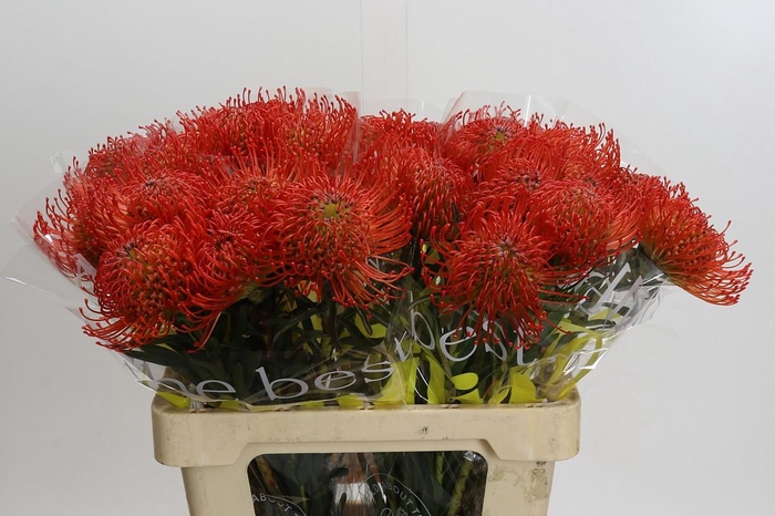 <h4>Nutans Succession</h4>