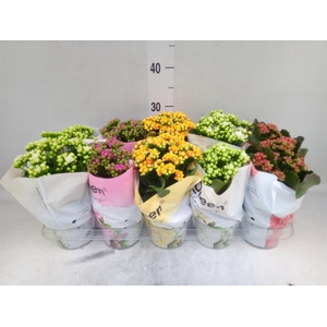 Kalanchoe blos.   ..rosebud mix GR