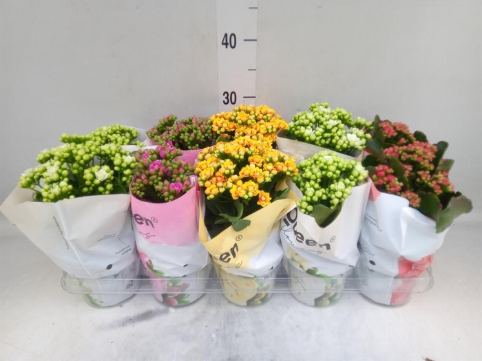 <h4>Kalanchoe blos.   ..rosebud mix GR</h4>