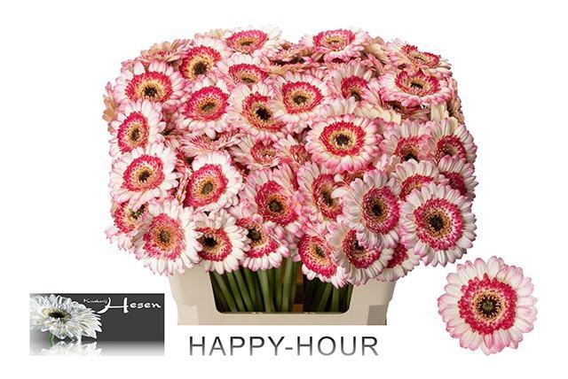 <h4>GE MI HAPPY HOUR</h4>