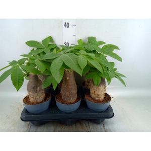 Pachira aquatica