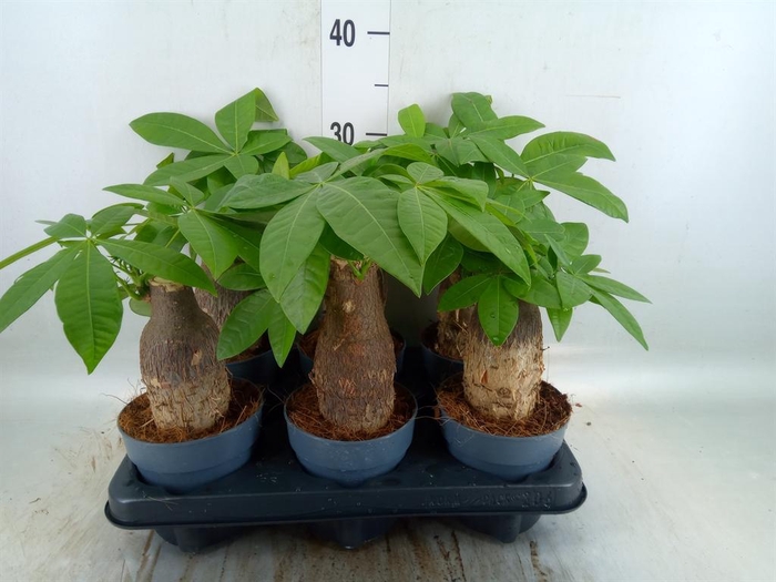 <h4>Pachira aquatica</h4>