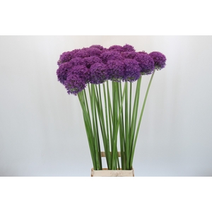 Allium Grootbloemig