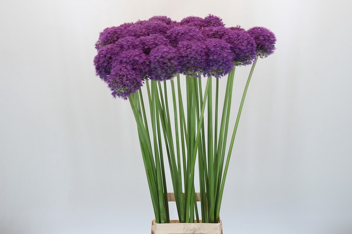 <h4>Allium Grootbloemig</h4>